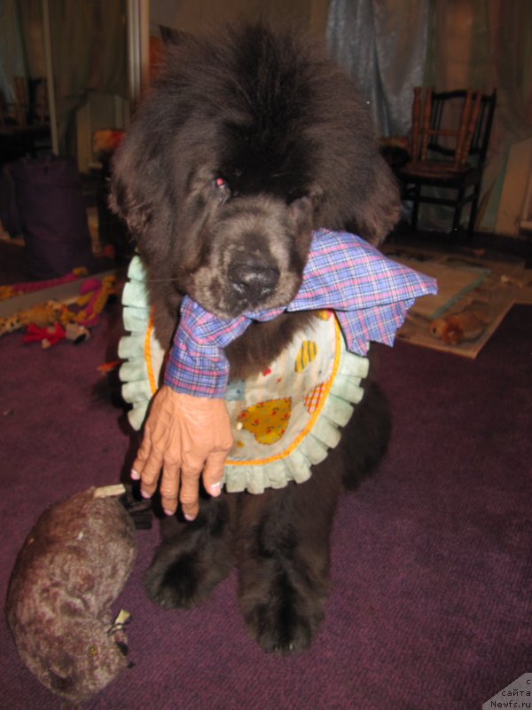 Фотография № 172975