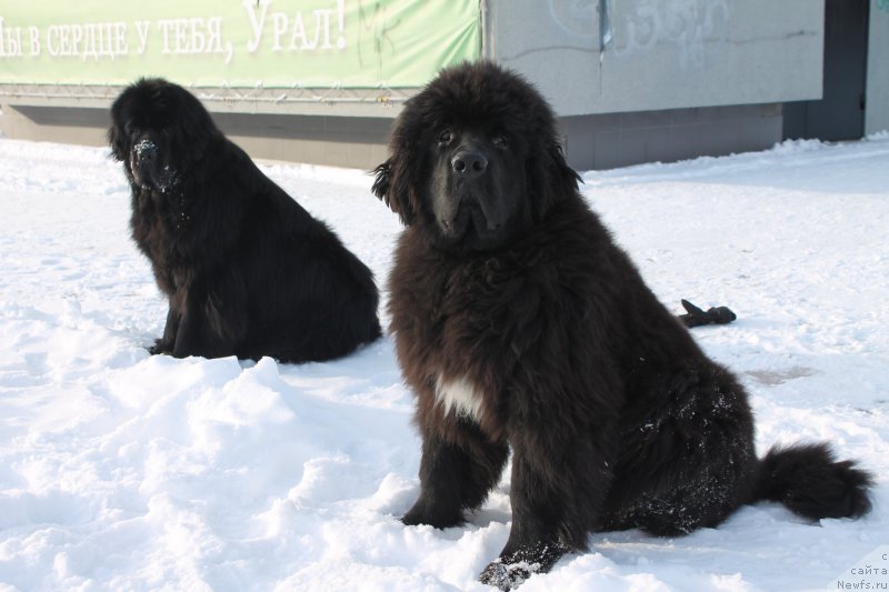 Фотография № 172987