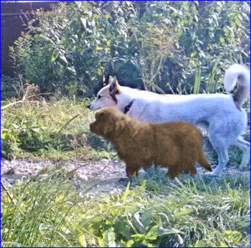 Фото: ньюфаундленд Brownblood MSK Hakim Gold Haydar (Браунблад МСК Хаким Голд Хайдар), ВАНЕЧКА