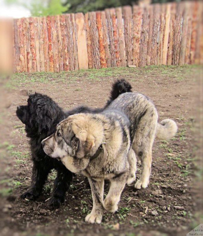 Фото: ньюфаундленд N'yufort Bestseller (Ньюфорт Бестселлер), ДЕН