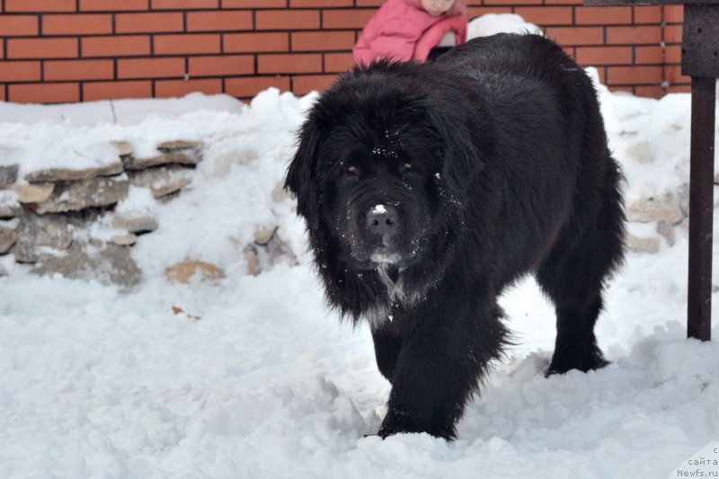 Фото: ньюфаундленд Sent Djons Evraziya (Сент Джонс Евразия)