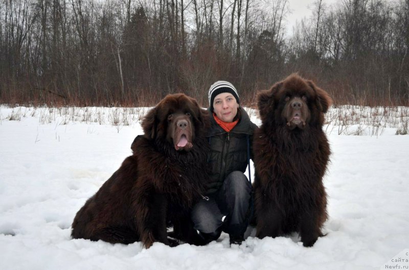 Фото: ньюфаундленд Simvol Roskoshi I Lubvi (Символ Роскоши и Любви), ньюфаундленд Fann'yuf Anturaj Aragorn (Фанньюф Антураж Арагорн), Oksana Volkova (Оксана Волкова)