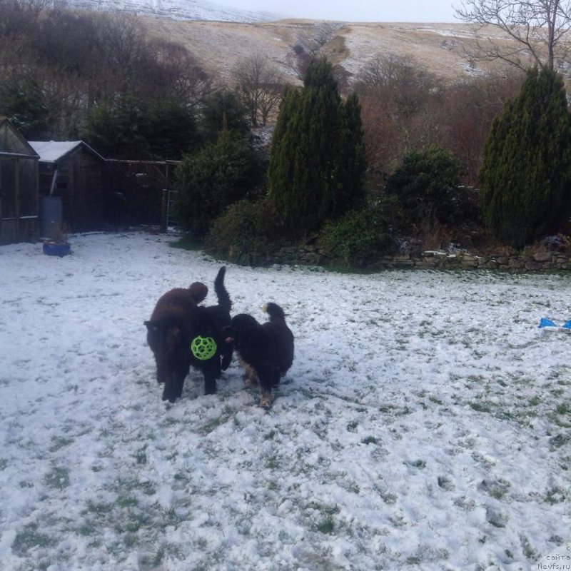 Фото: ньюфаундленд Bravada s Berega Dona (Бравада с Берега Дона), и ее друзья