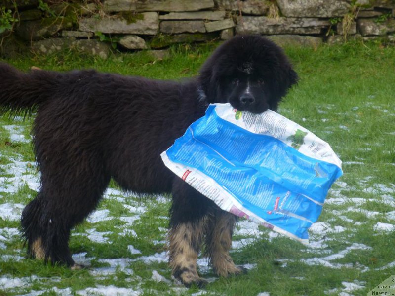 Фото: ньюфаундленд Bravada s Berega Dona (Бравада с Берега Дона)