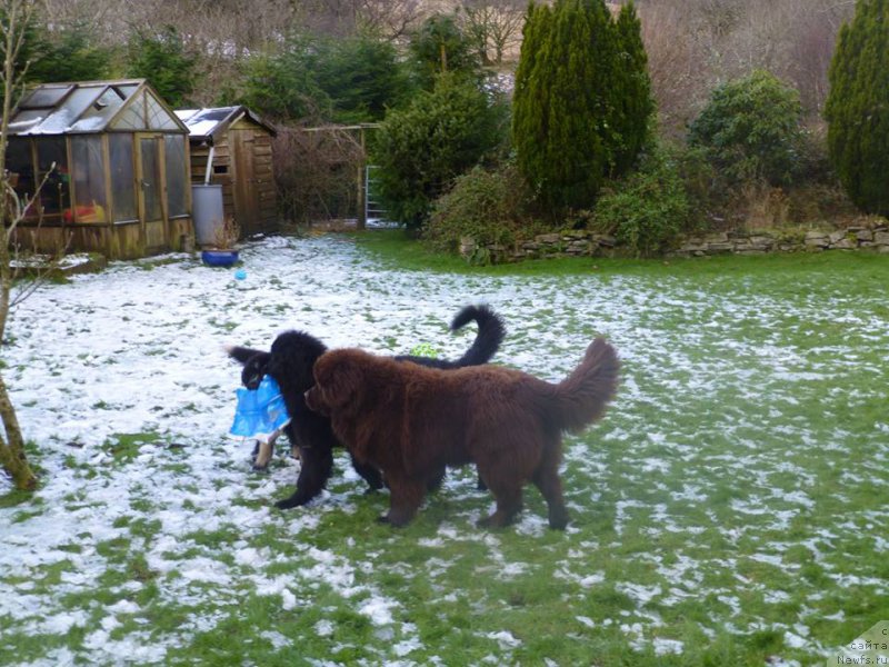 Фото: ньюфаундленд Bravada s Berega Dona (Бравада с Берега Дона), одна из них