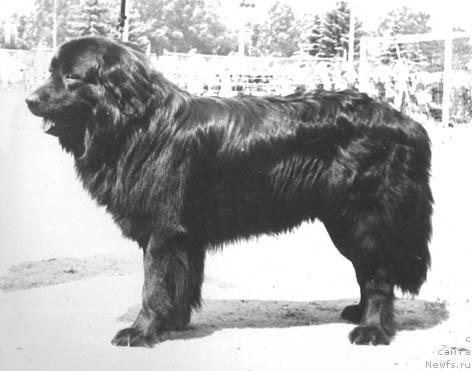 Фото: ньюфаундленд Zevs SHeri Lel' (Зевс Шери Лель)