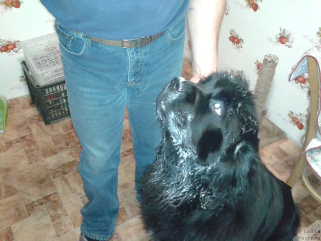 Фото: ньюфаундленд Super Premium Merlin Monro (Супер Премиум Мерлин Монро)