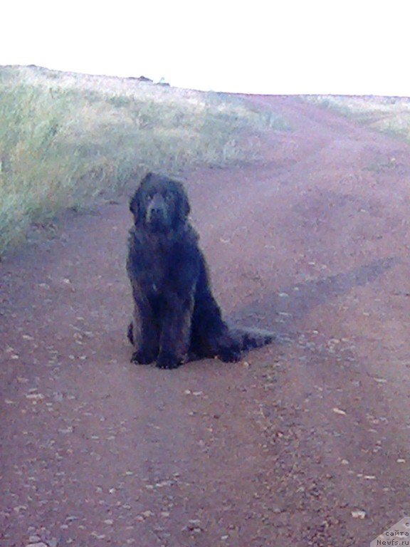 Фото: ньюфаундленд CHernyiy SHarm Amber Best Dog FO Marleon (Черный Шарм Амбер Бест Дог ФО Марлеон), ньюфаундленд Akvamarinovaya Krasotka dlya Marleon (Аквамариновая Красотка для Марлеон), НАШ СЫНОК