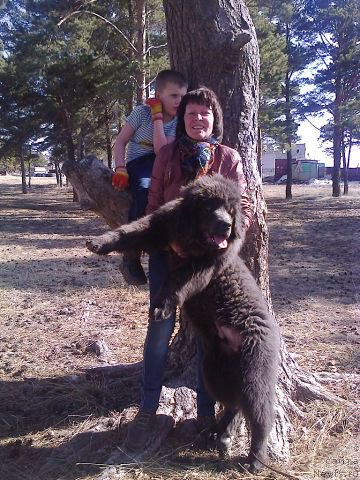 Фото: ньюфаундленд CHernyiy SHarm Amber Best Dog FO Marleon (Черный Шарм Амбер Бест Дог ФО Марлеон), ньюфаундленд Akvamarinovaya Krasotka dlya Marleon (Аквамариновая Красотка для Марлеон), НАШ СЫНОК