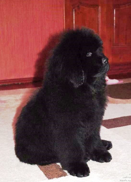 Фото: ньюфаундленд Moya Stihiya Ital'yanskiy Macho (Моя Стихия Итальянский Мачо)