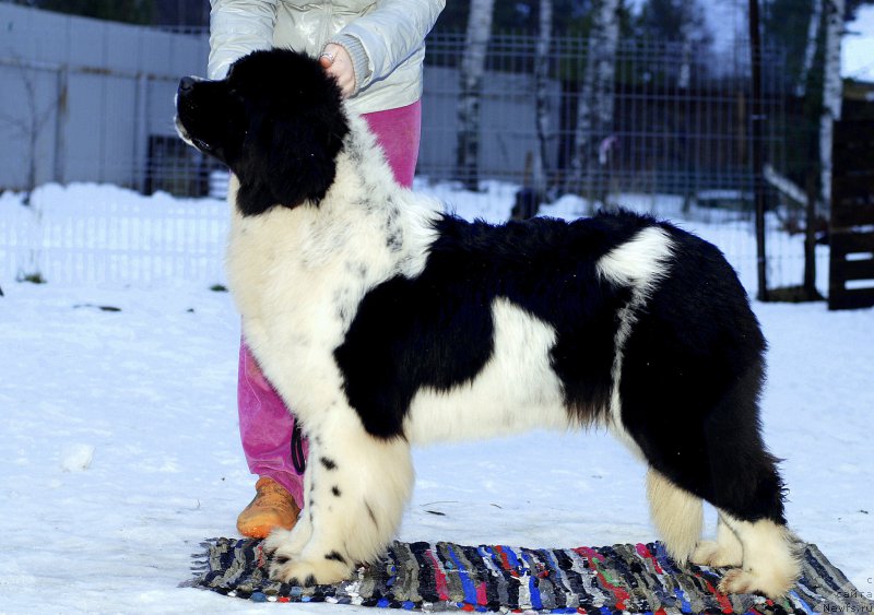 Фотография № 173036