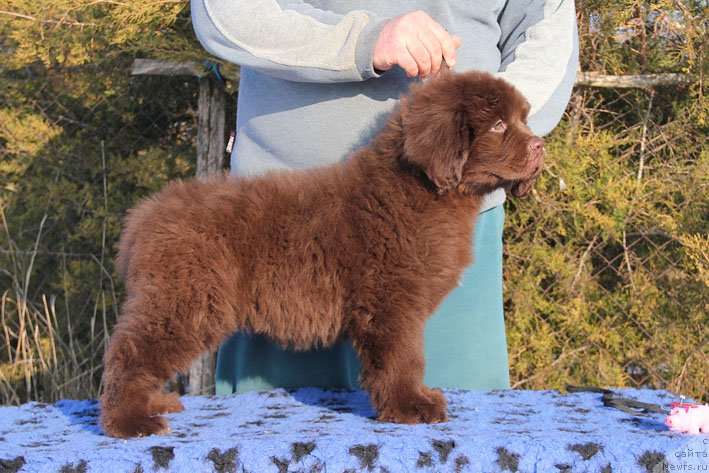 Фото: ньюфаундленд Vashe Blagorodie s Berega Dona (Ваше Благородие с Берега Дона)