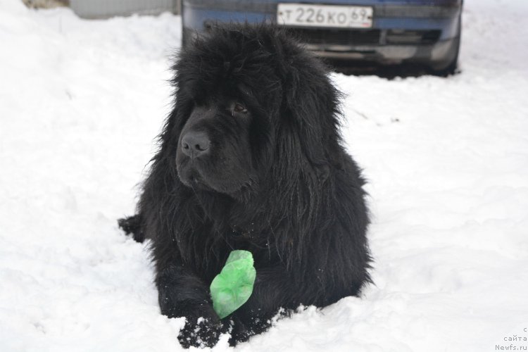 Фотография № 173047