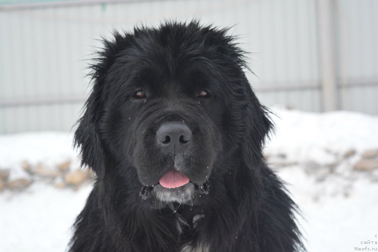 Фото: ньюфаундленд Sent Djons Evraziya (Сент Джонс Евразия)