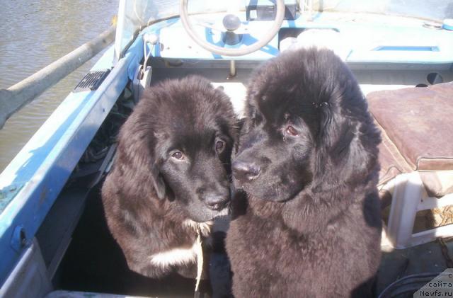 Фото: ньюфаундленд Sent Djons Penelopa Krus (Сент Джонс Пенелопа Крус), ньюфаундленд Gloriya Grand Blek (Глория Гранд Блек)