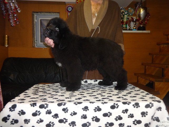 Фото: ньюфаундленд N'yufort Aston Martin dlya S'Nejnoy V'yugi (Ньюфорт Астон Мартин для С'Нежной Вьюги)