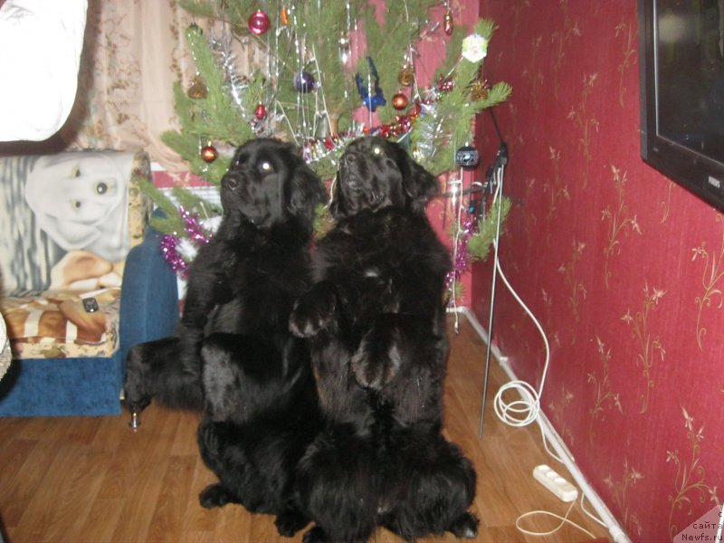 Фото: ньюфаундленд YUnona (Юнона), ньюфаундленд CHeslava Dar Gaya Pachchi-Nikol' (Чеслава Дар Гая Паччи-Николь)