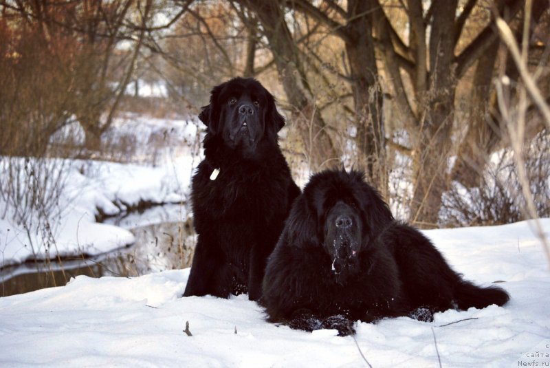 Фото: ньюфаундленд Chernyj Chank s Berega Dona (Черный Чанк с Берега Дона), ньюфаундленд Beguschaya po Volnam Vizantiya de Lyuks (Бегущая по Волнам Византия де Люкс)