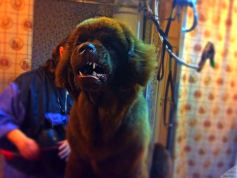 Фото: ньюфаундленд Brownblood MSK Happy Teddy (Браунблад МСК Хэппи Тедди)