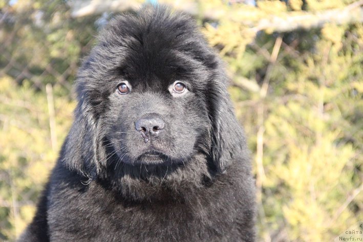 Фото: ньюфаундленд Vpered Zovuschaya s Berega Dona (Вперед Зовущая с Берега Дона)