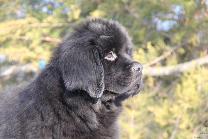 Фото: ньюфаундленд Vpered Zovuschaya s Berega Dona (Вперед Зовущая с Берега Дона)