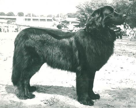 Фото: ньюфаундленд Zakhar Sheri Lel (Захар Шери Лель)