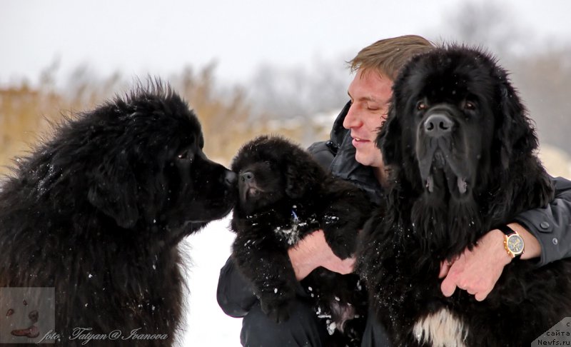 Фото: ньюфаундленд YEl'brus iz Antagrada (Эльбрус из Антаграда), ньюфаундленд Rusalochka iz Plemeni Kedra (Русалочка из Племени Кедра)