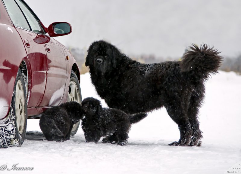 Фото: ньюфаундленд Rusalochka iz Plemeni Kedra (Русалочка из Племени Кедра)