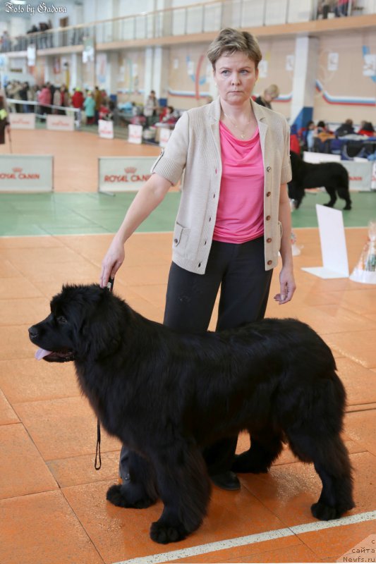 Фото: ньюфаундленд Super Bizon Lauthani Layma (Супер Бизон Лаутхани Лайма)