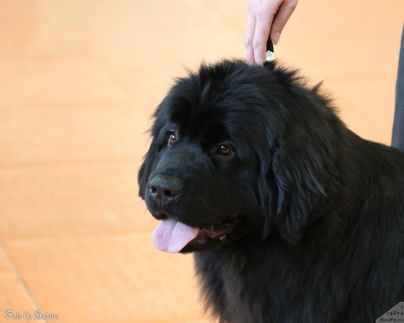 Фото: ньюфаундленд Super Bizon Lauthani Layma (Супер Бизон Лаутхани Лайма)