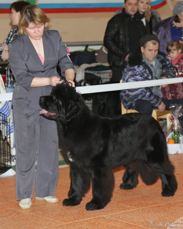 Фото: ньюфаундленд Super Bizon Lakshmi Lana (Супер Бизон Лакшми Лана)