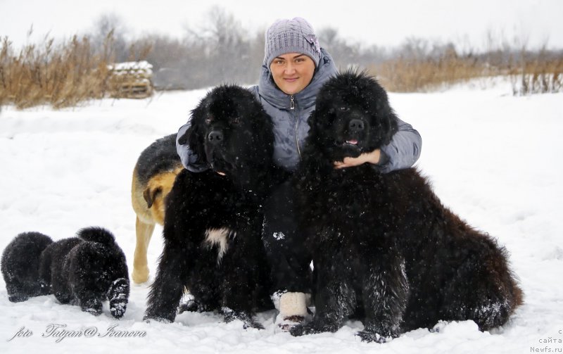 Фото: ньюфаундленд Rusalochka iz Plemeni Kedra (Русалочка из Племени Кедра), Elizaveta Pavlova (Елизавета Павлова), ньюфаундленд YEl'brus iz Antagrada (Эльбрус из Антаграда)