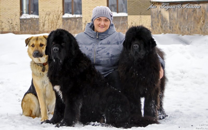 Фото: ньюфаундленд Rusalochka iz Plemeni Kedra (Русалочка из Племени Кедра), Elizaveta Pavlova (Елизавета Павлова), ньюфаундленд YEl'brus iz Antagrada (Эльбрус из Антаграда)