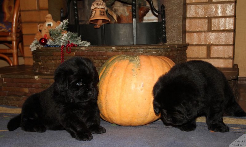 Фото: ньюфаундленд Angel Khranitel Vernon, ньюфаундленд Allegro Con Brio Dinastiya Soverchenstva (Аллегро Кон Брио Династия Совершенства)