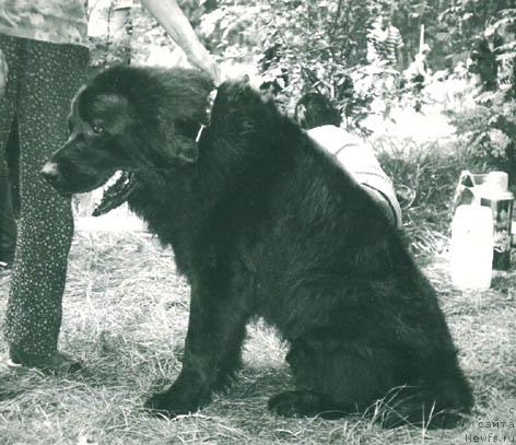 Фото: ньюфаундленд Rol'f Vent (Рольф Вент)