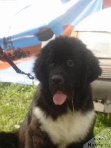 Фото: ньюфаундленд Pitern'yuf Jivanshi (Питерньюф Живанши)