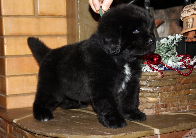 Фото: ньюфаундленд Angel Khranitel Vernon, ньюфаундленд Allegro Con Brio Dinastiya Soverchenstva (Аллегро Кон Брио Династия Совершенства)