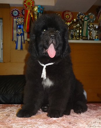 Фото: ньюфаундленд N'yufort Aston Martin dlya S'Nejnoy V'yugi (Ньюфорт Астон Мартин для С'Нежной Вьюги)