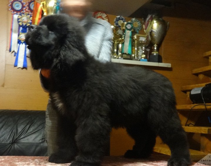 Фото: ньюфаундленд N'yufort Aston Martin dlya S'Nejnoy V'yugi (Ньюфорт Астон Мартин для С'Нежной Вьюги)