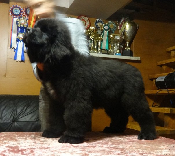 Фото: ньюфаундленд N'yufort Aston Martin dlya S'Nejnoy V'yugi (Ньюфорт Астон Мартин для С'Нежной Вьюги)