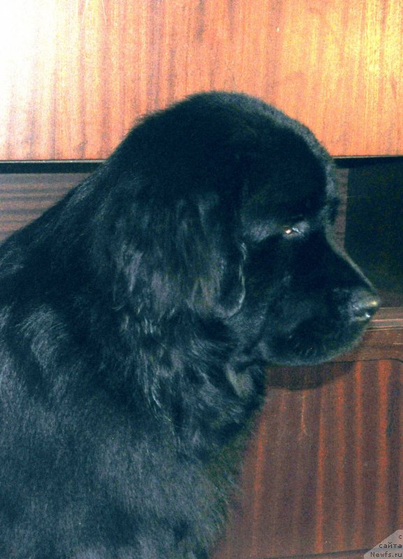 Фото: ньюфаундленд Valmond Pobeditel (Валмонд Победитель)