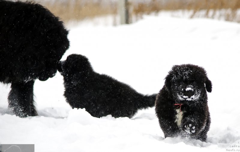 Фотография № 173225