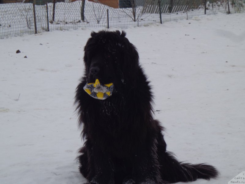 Фото: ньюфаундленд Super Premium Nao Del Trato (Супер Премиум Нао Дел Трато)