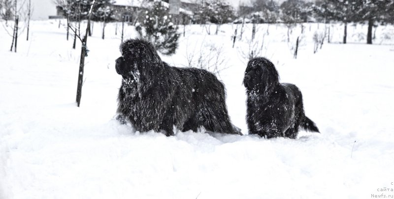 Фото: ньюфаундленд Aquatoria Kelvin Ultramodern (Акватория Келвин Ультрамодерн), ньюфаундленд Dar Svezy Bona Fides (Дар Свезы Бона Фидес)