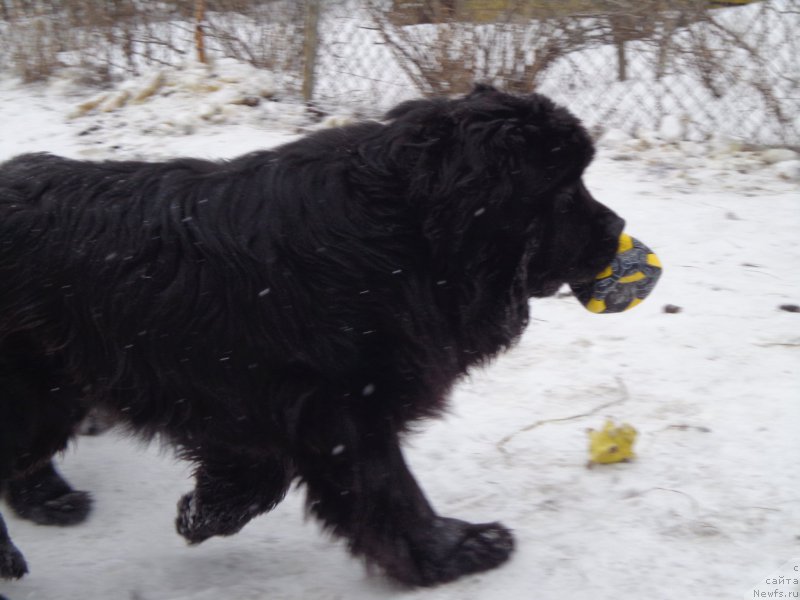 Фото: ньюфаундленд Super Premium Nao Del Trato (Супер Премиум Нао Дел Трато)