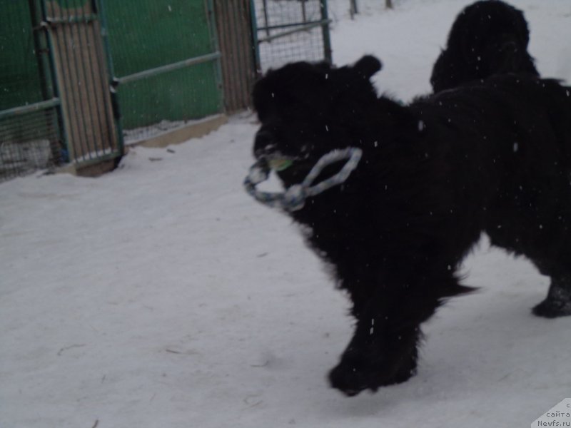 Фото: ньюфаундленд Super Premium Nao Del Trato (Супер Премиум Нао Дел Трато)