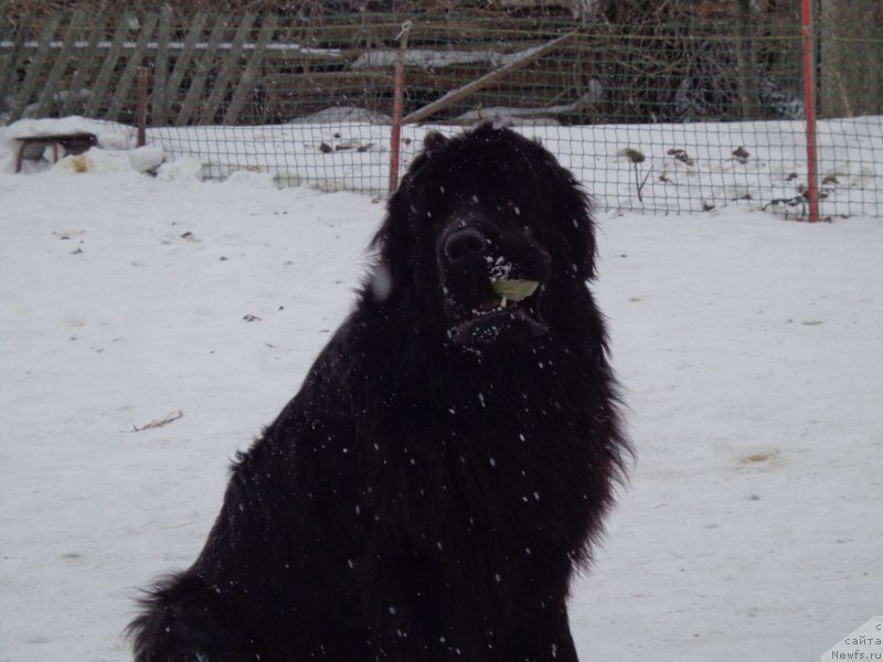 Фото: ньюфаундленд Super Premium Nao Del Trato (Супер Премиум Нао Дел Трато)