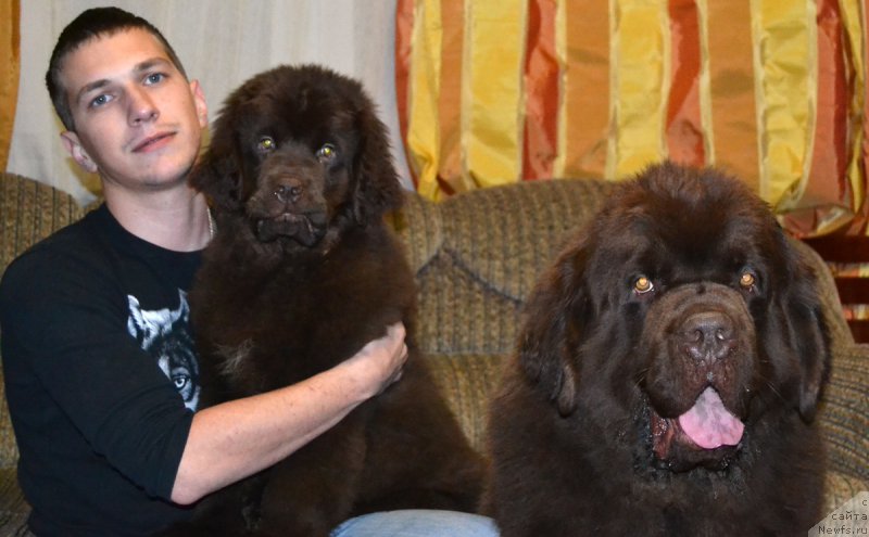 Фото: ньюфаундленд Nyesh Sollar Vind (Нэш Соллар Винд), ньюфаундленд Charli The Best Helfi Pel (Чарли Де Бест Хелфи Пэл)