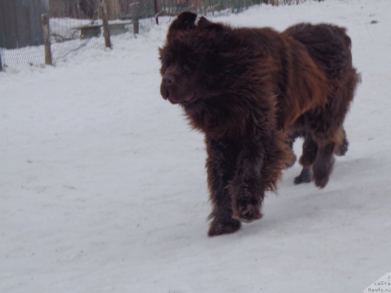 Фото: ньюфаундленд N'yufort YU'Severino (Ньюфорт Ю'Северино)