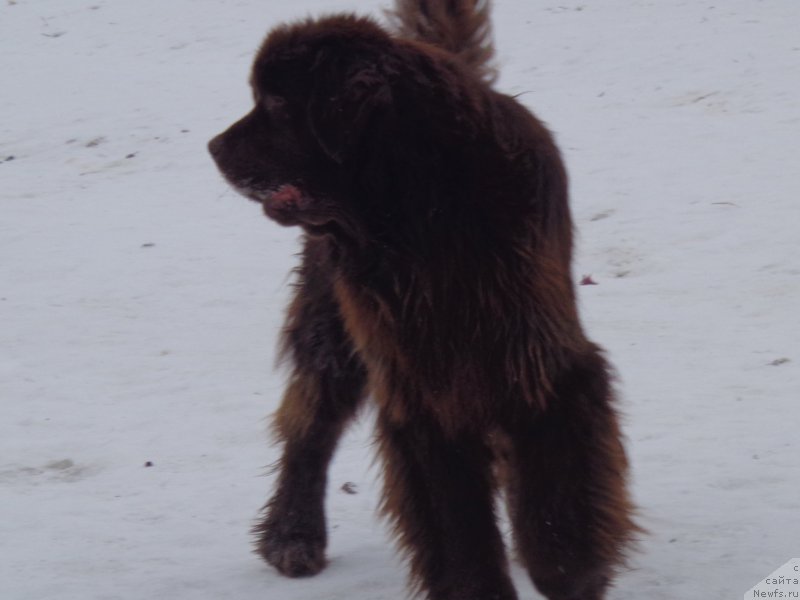 Фото: ньюфаундленд N'yufort YU'Severino (Ньюфорт Ю'Северино)